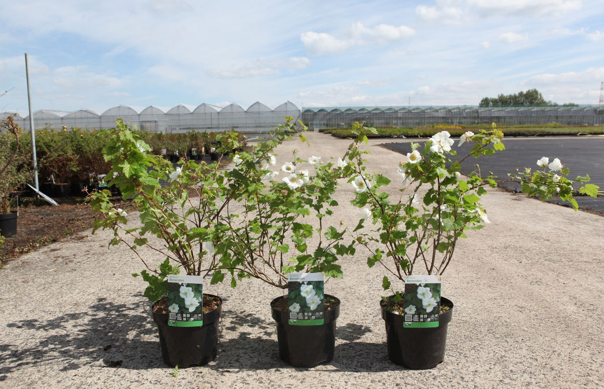 Rubus 'Benenden'
