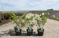 Rubus 'Benenden'