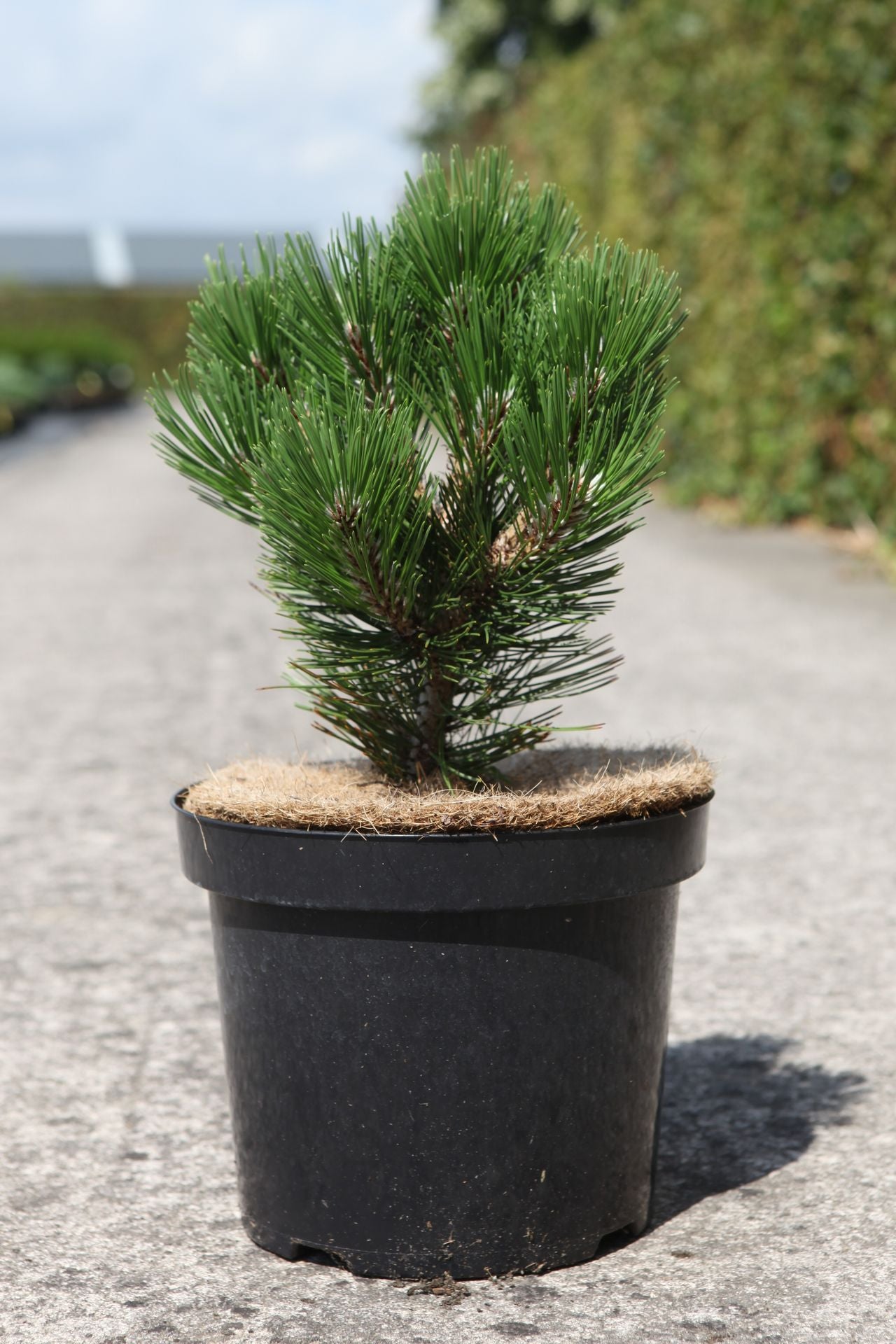 Pinus heldreichii 'Malinkii'