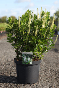 Clethra alnifolia 'Sixteen Candles'