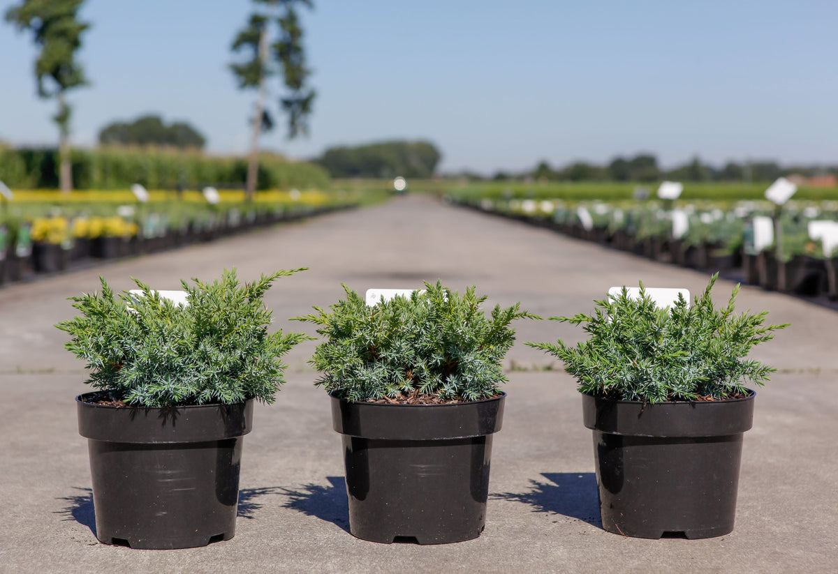 Juniperus squamata 'Blue Swede'