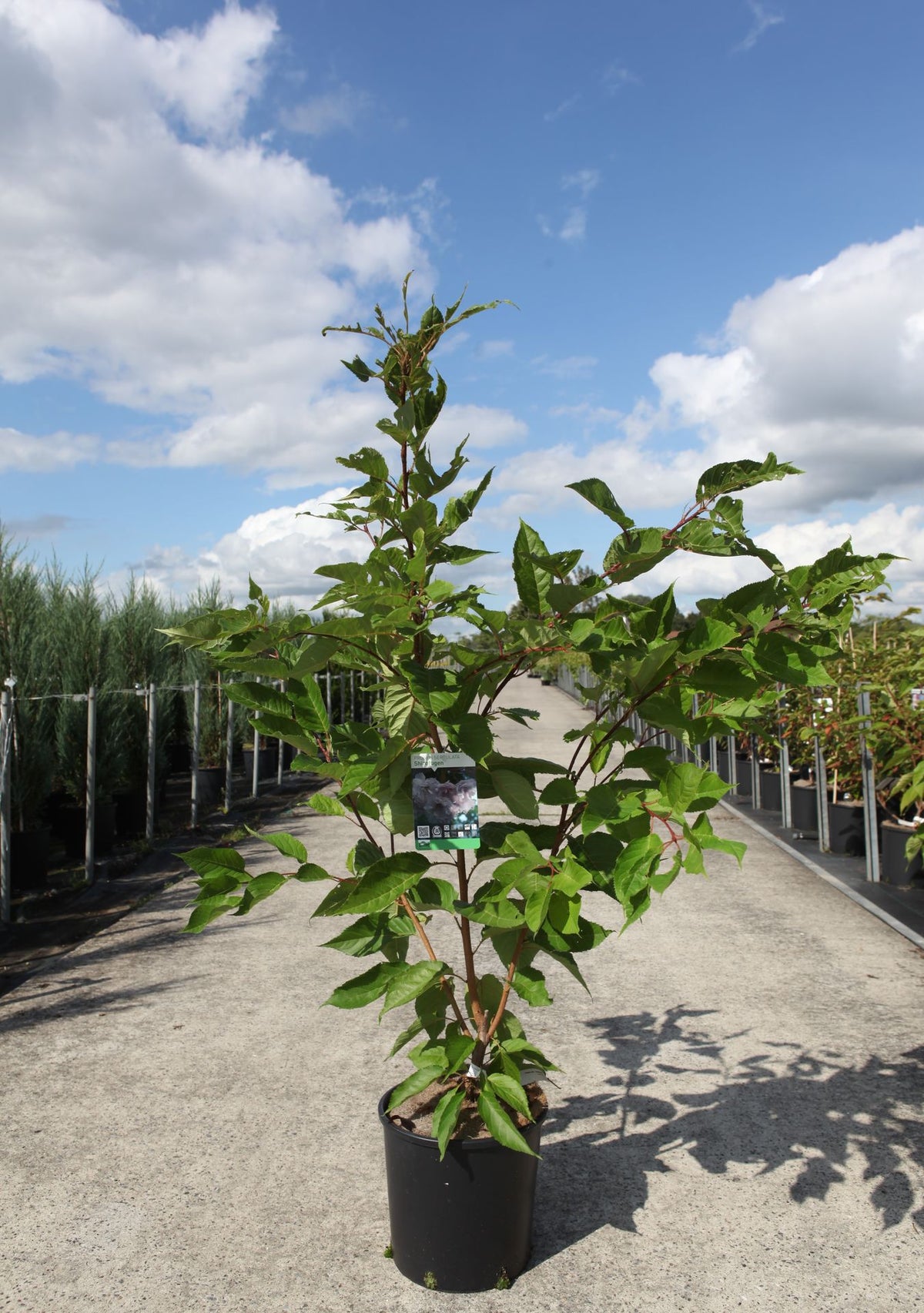 Prunus serrulata 'Shirofugen'