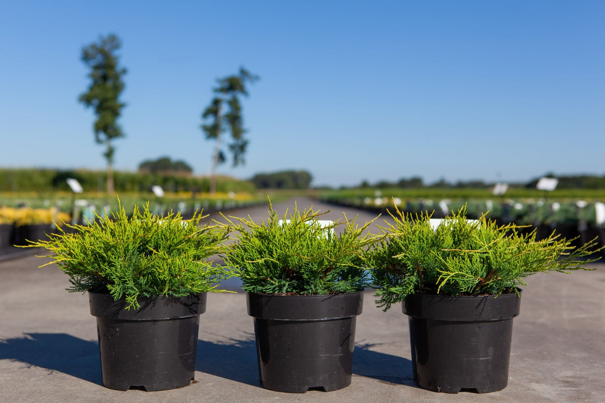Juniperus pfitzeriana 'Old Gold'