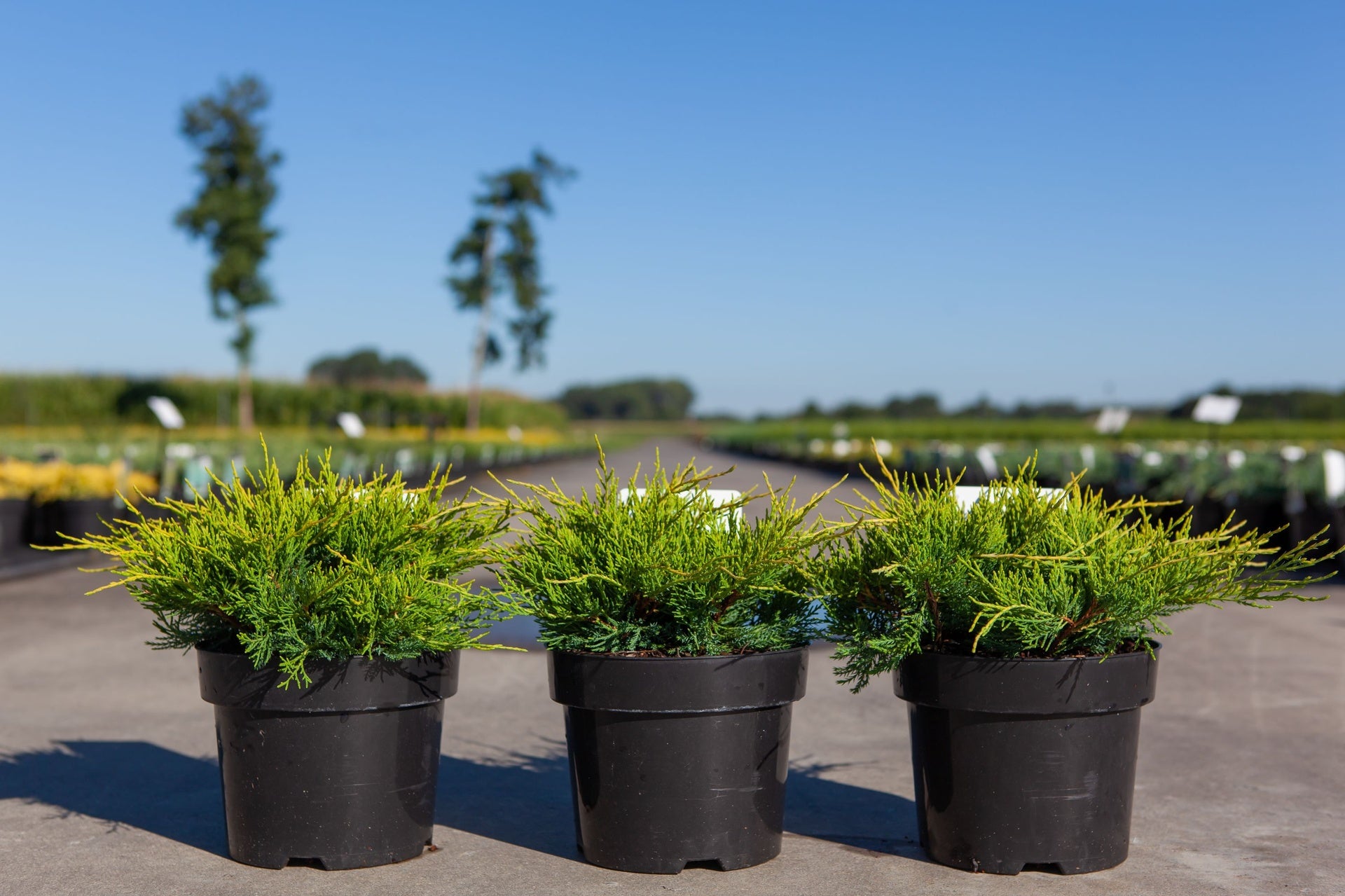 Juniperus pfitzeriana 'Old Gold'