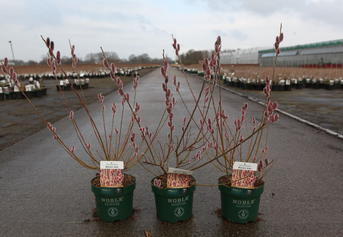 Salix gracilistyla 'Mount Aso'
