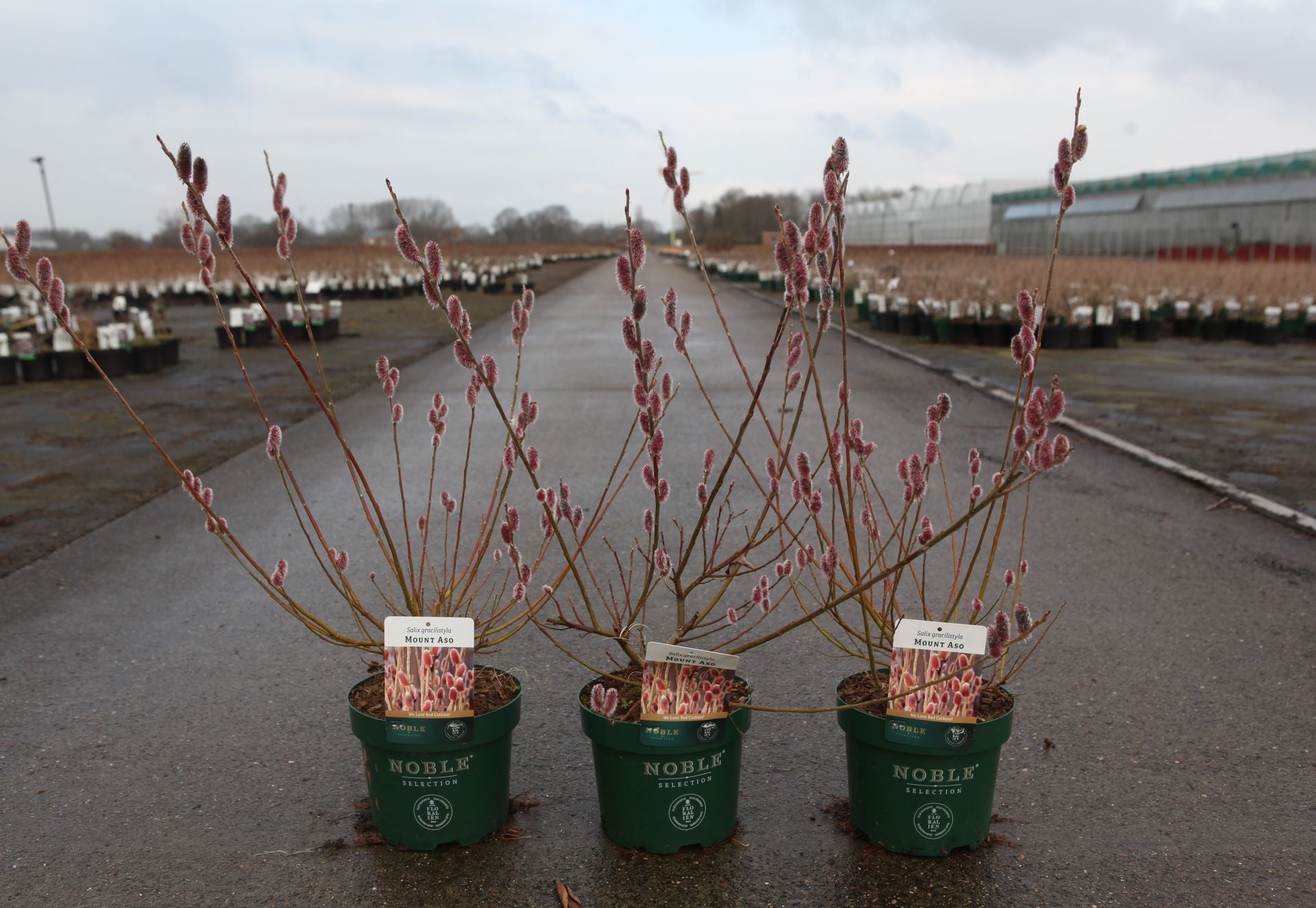 Salix gracilistyla 'Mount Aso'