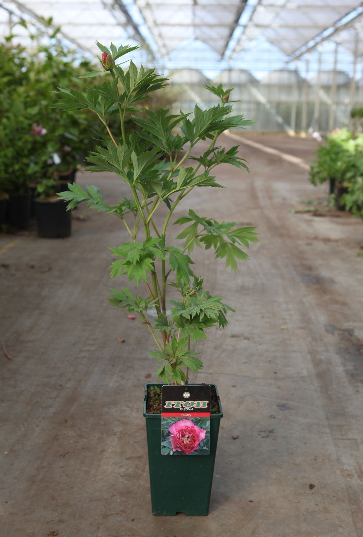 Paeonia ITOH 'Hillary'