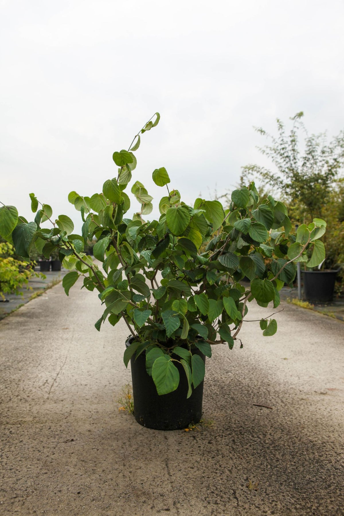 Corylopsis spicata