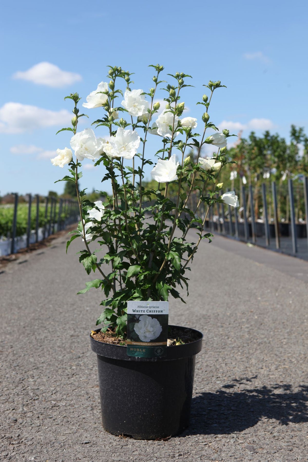 Hibiscus syriacus WHITE CHIFFON (PBR)