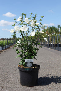 Hibiscus syriacus WHITE CHIFFON (PBR)