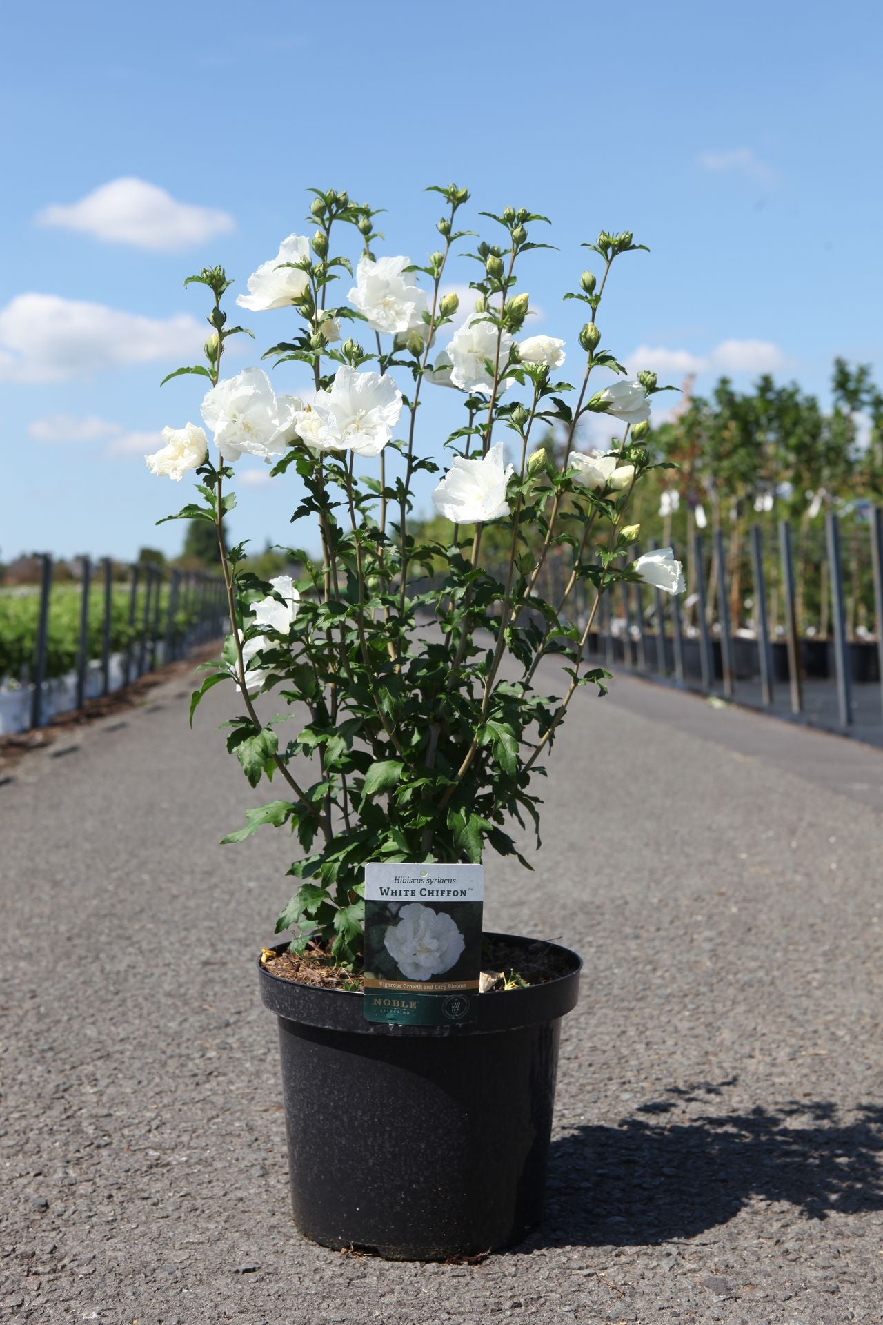 Hibiscus syriacus WHITE CHIFFON (PBR)