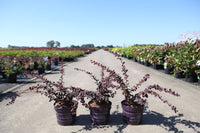 Berberis thunbergii First Editions© 'Toscana'