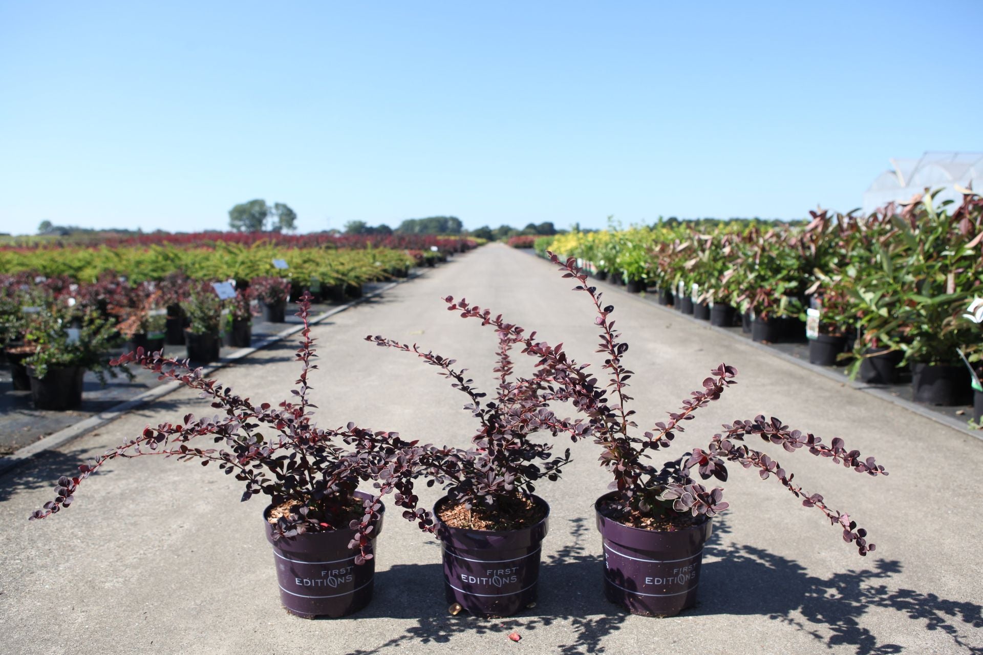 Berberis thunbergii First Editions© 'Toscana'