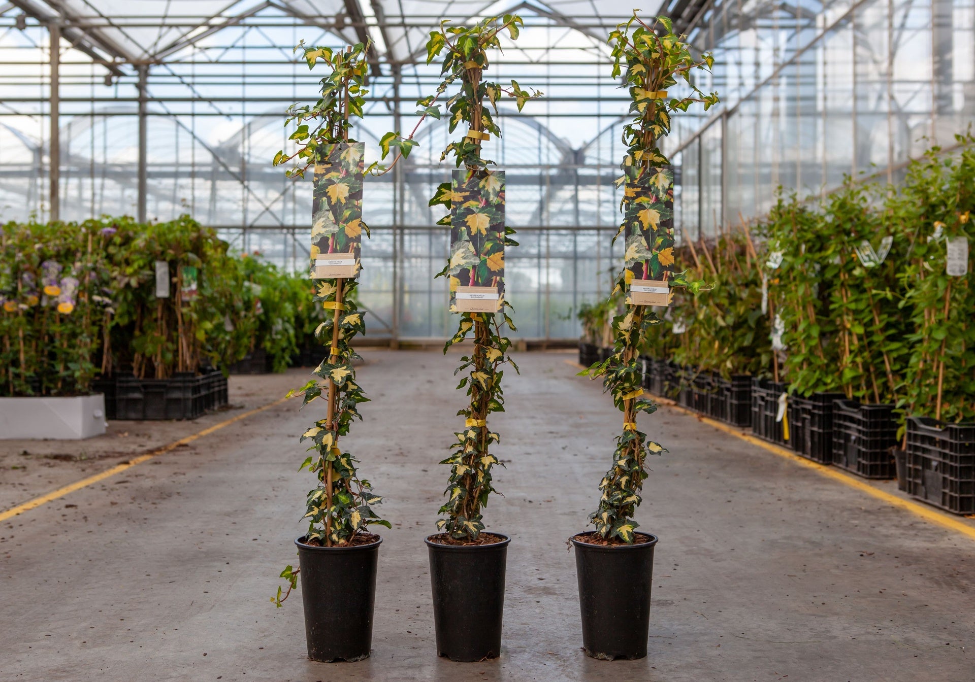 Hedera helix 'Goldheart'