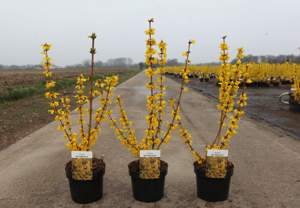 Forsythia 'Goldrausch'
