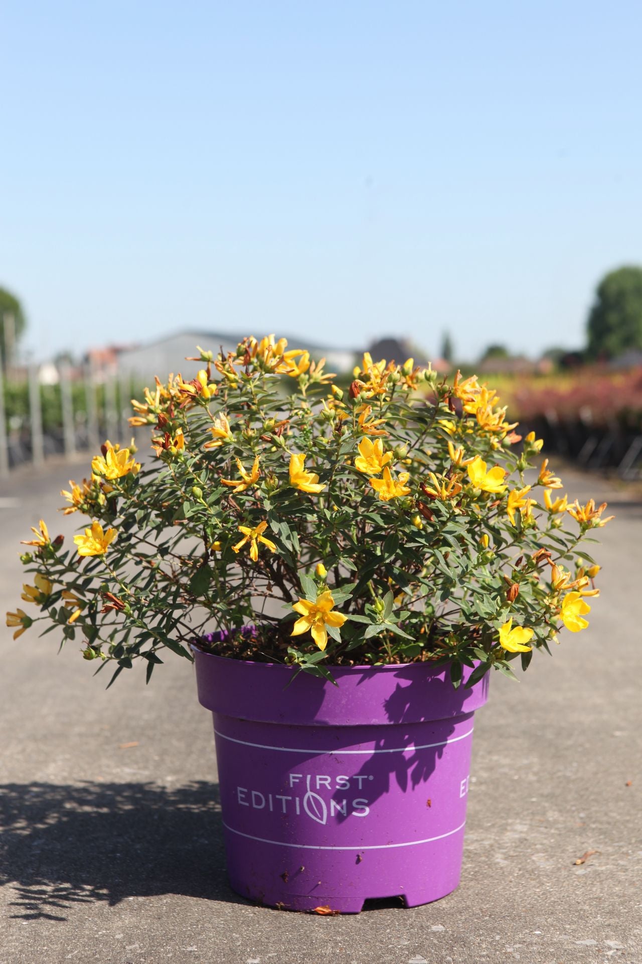 Hypericum First Editions© RADIANCE (PBR)