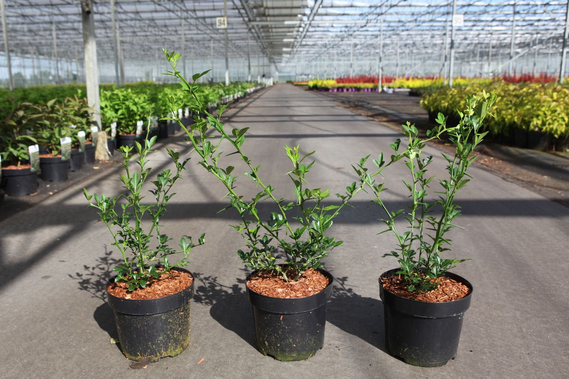 Citrus aurantium