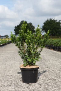 Taxus media 'Densiformis'