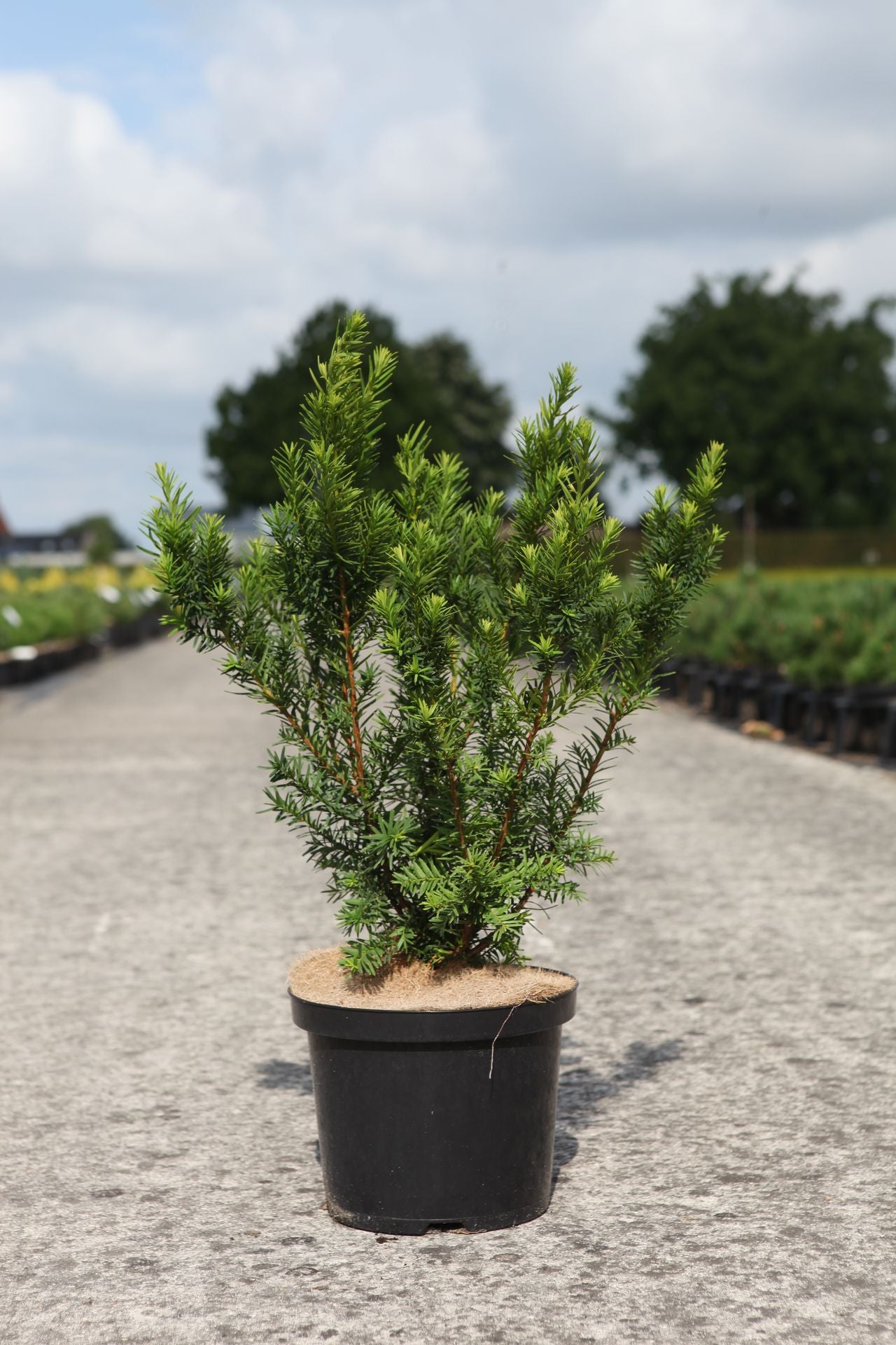 Taxus media 'Densiformis'