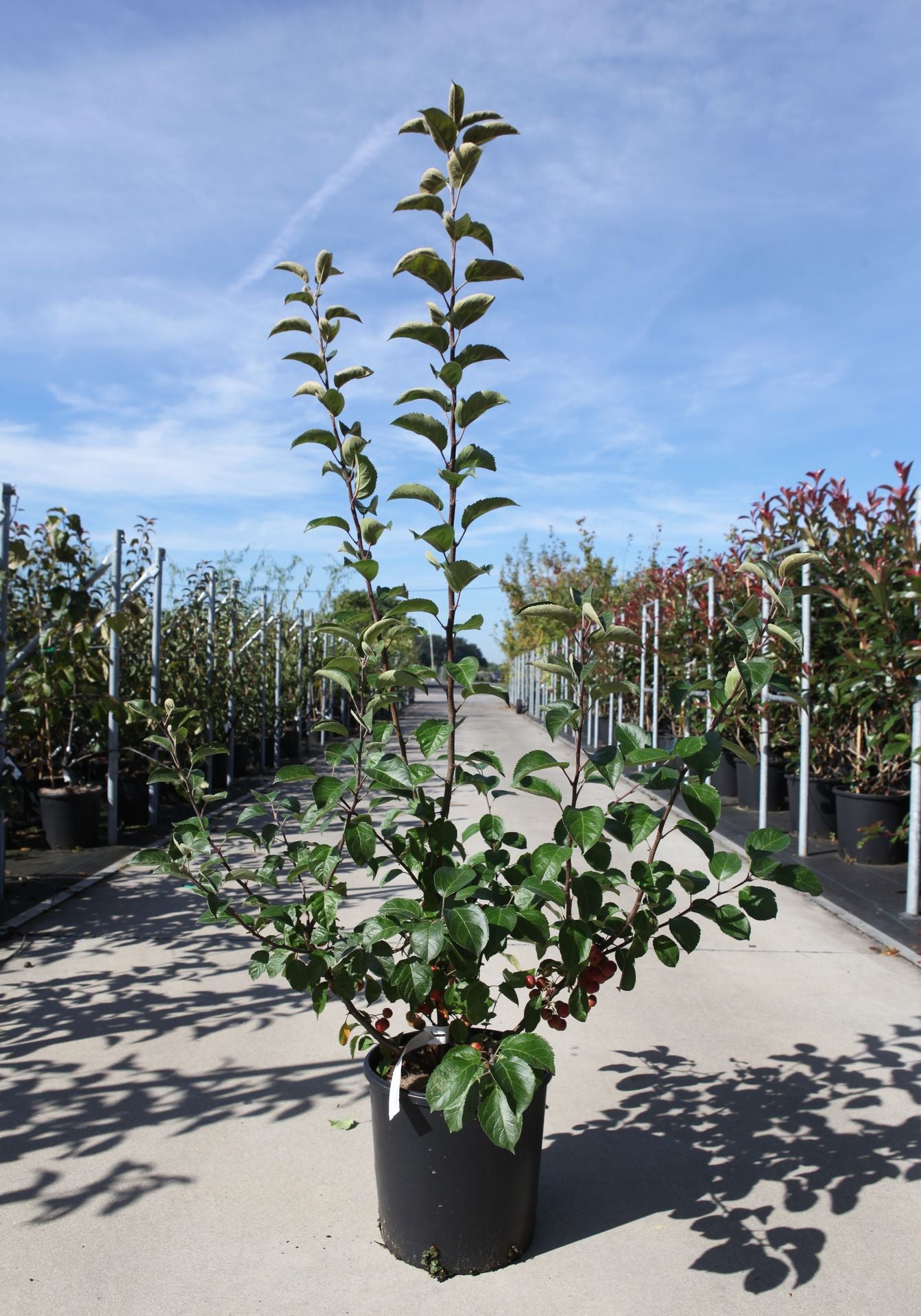 Malus EVERESTE©