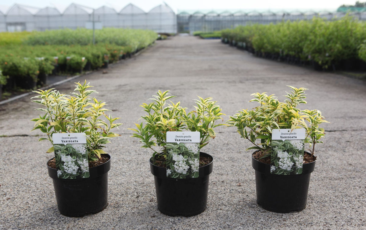 Deutzia gracilis 'Variegata'