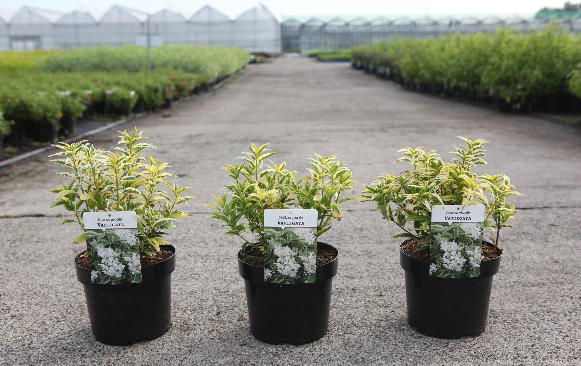 Deutzia gracilis 'Variegata'