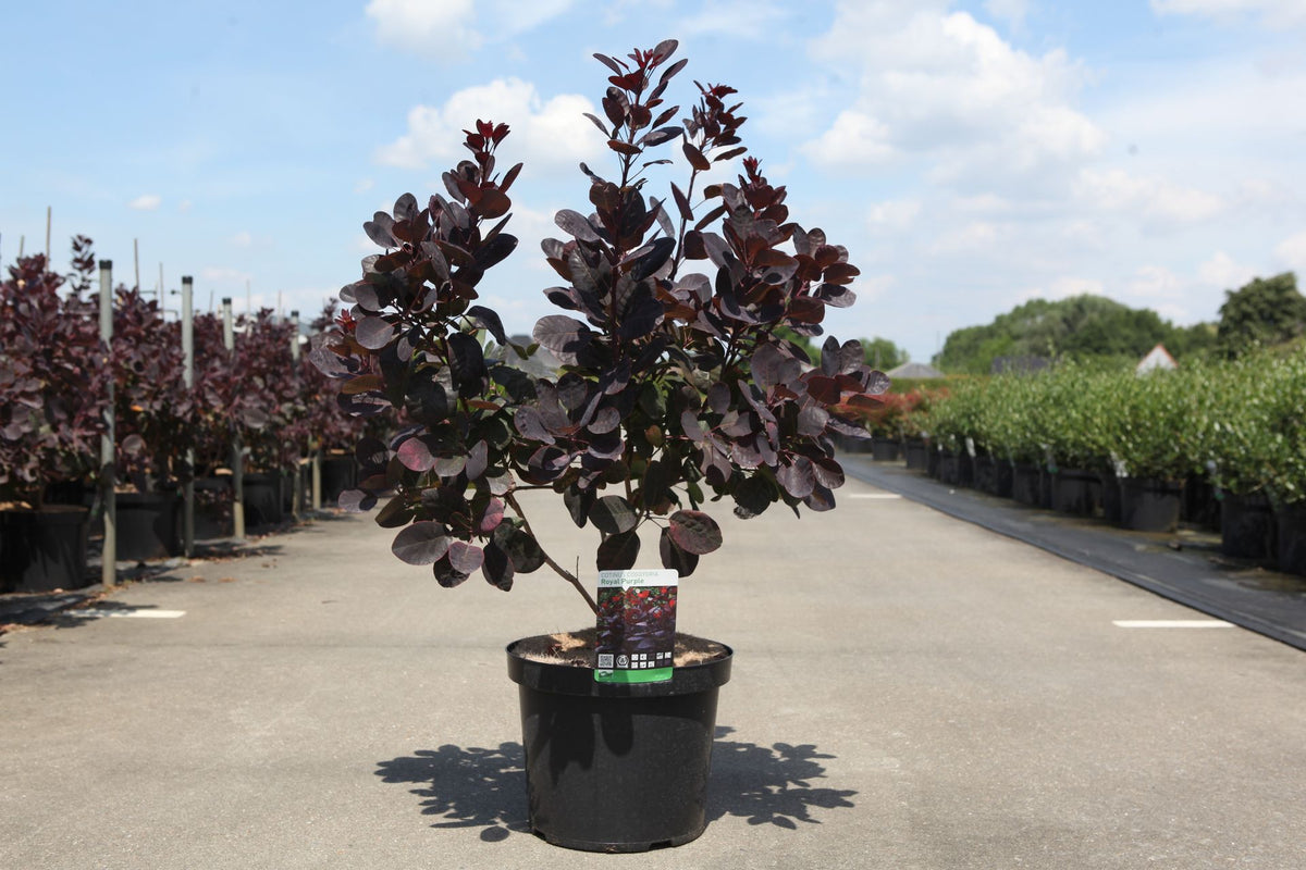 Cotinus coggygria 'Royal Purple'