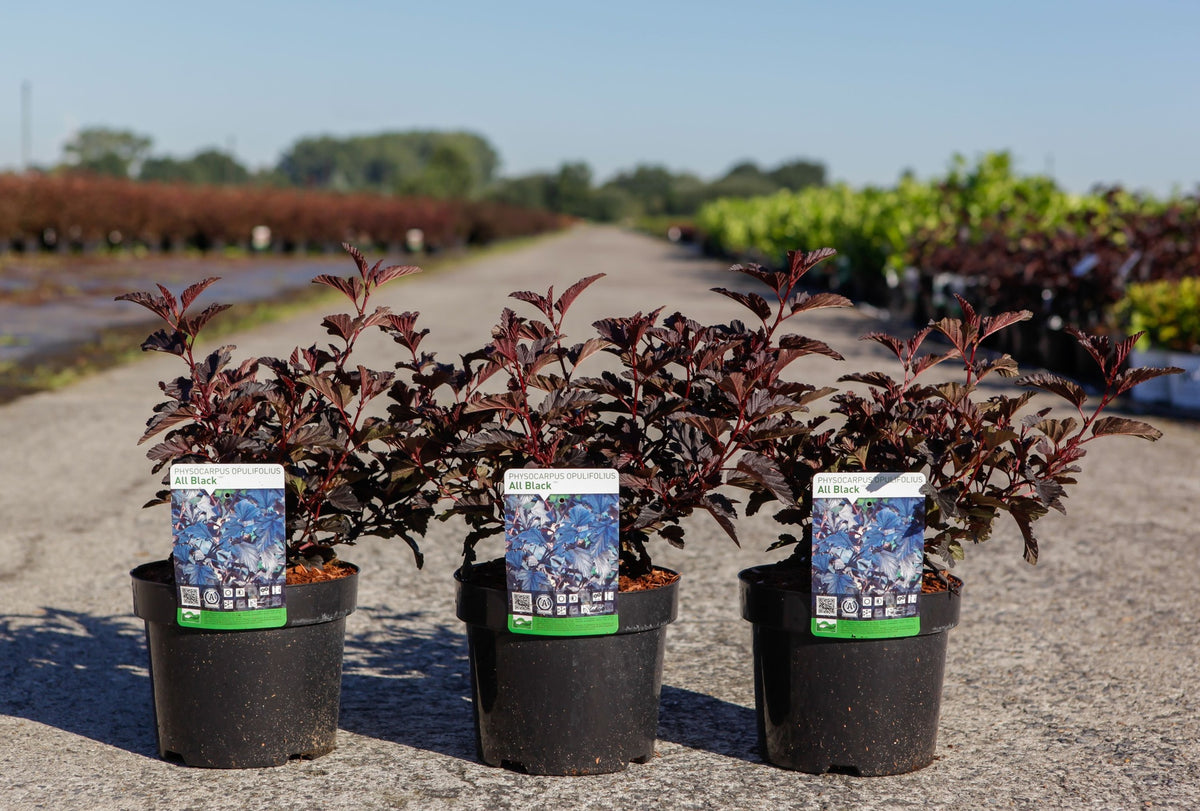 Physocarpus opulifolius ALL BLACK (PBR)