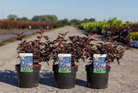 Physocarpus opulifolius ALL BLACK (PBR)