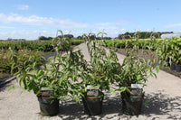 Deutzia setchuenensis corymbiflora