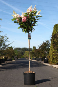 Hydrangea paniculata ‘Pinky Winky’ (PBR) standard tree with pink and white cone-shaped blooms, flowering hydrangea for patio containers