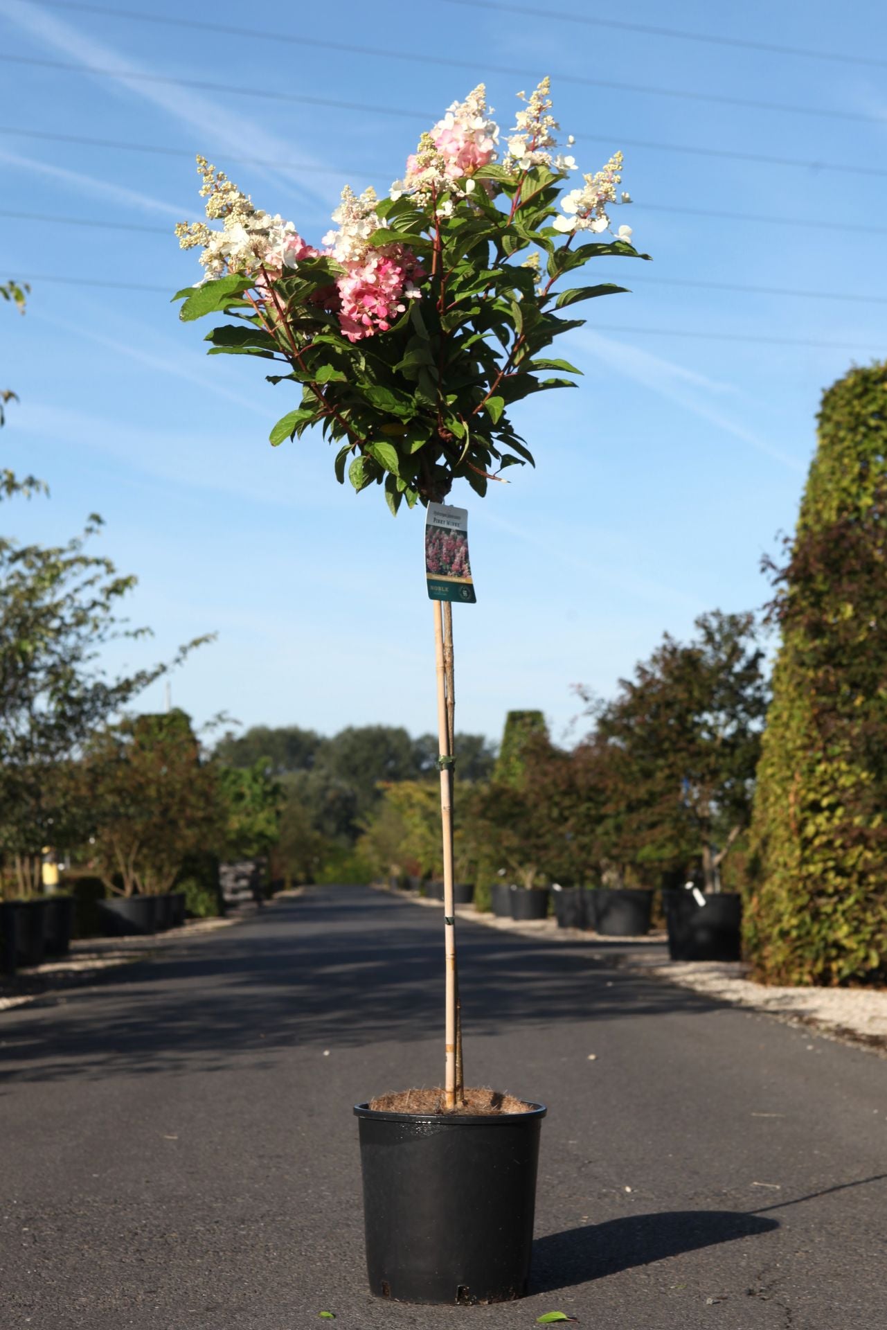 Hydrangea paniculata ‘Pinky Winky’ (PBR) standard tree with pink and white cone-shaped blooms, flowering hydrangea for patio containers