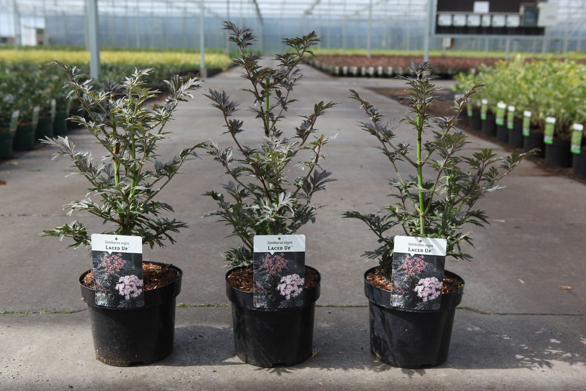 Sambucus nigra LACED UP (PBR)