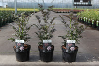 Sambucus nigra LACED UP (PBR)