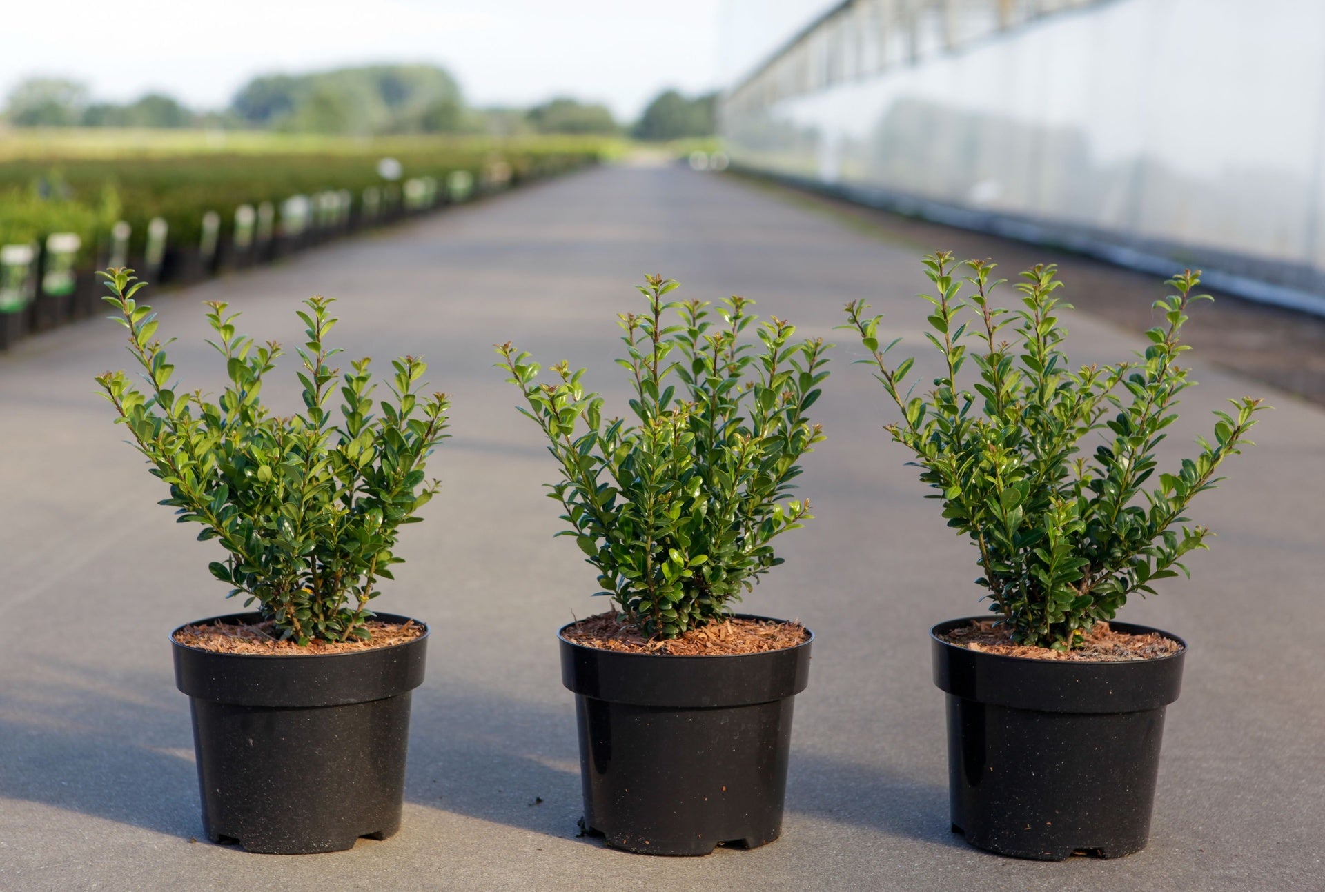 Ilex crenata 'Caroline Upright'
