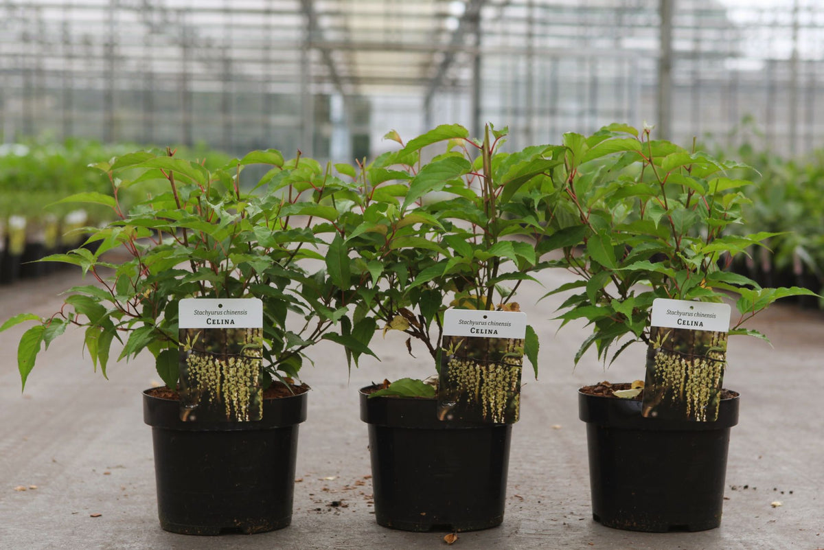 Stachyurus chinensis 'Celina'