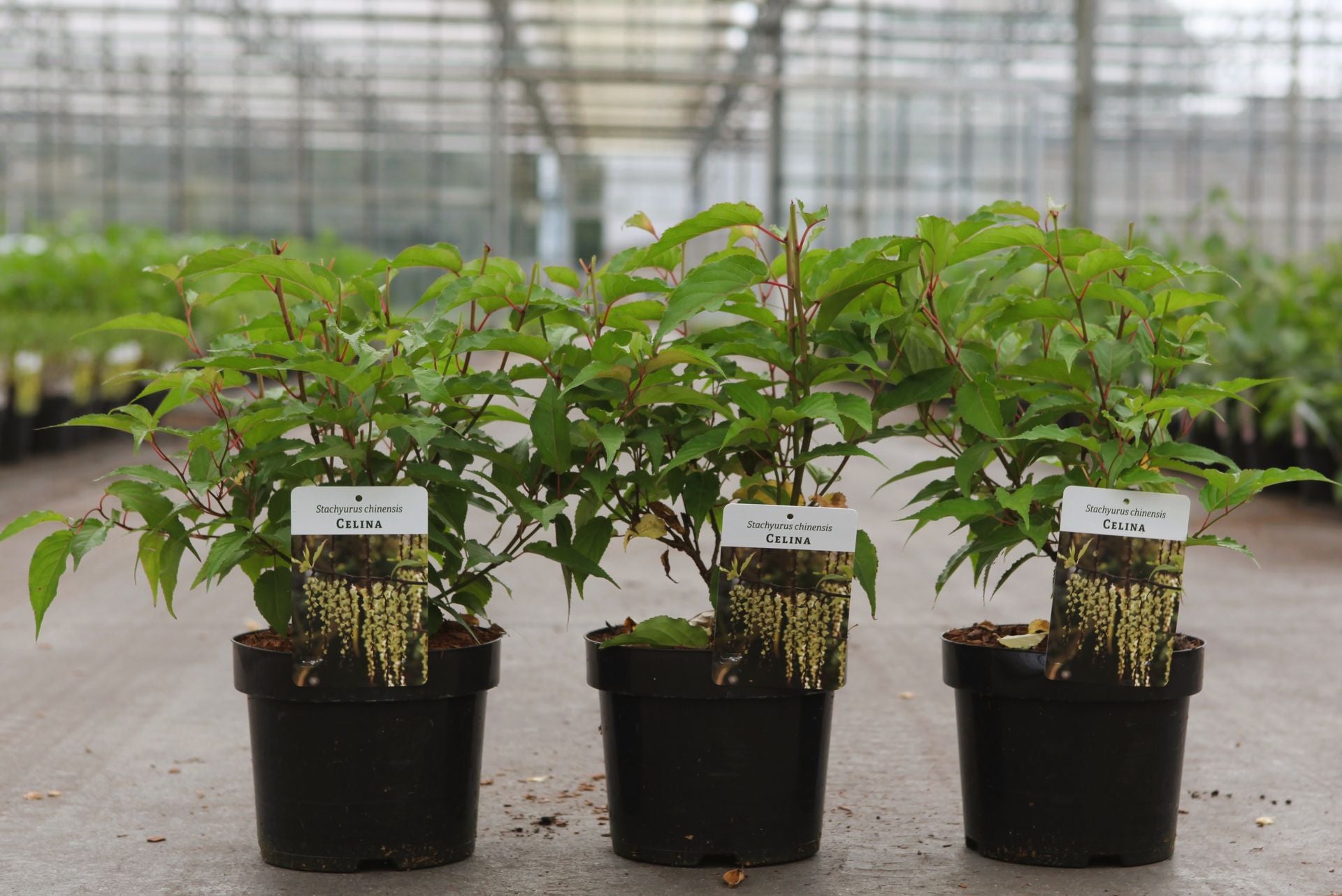 Stachyurus chinensis 'Celina'