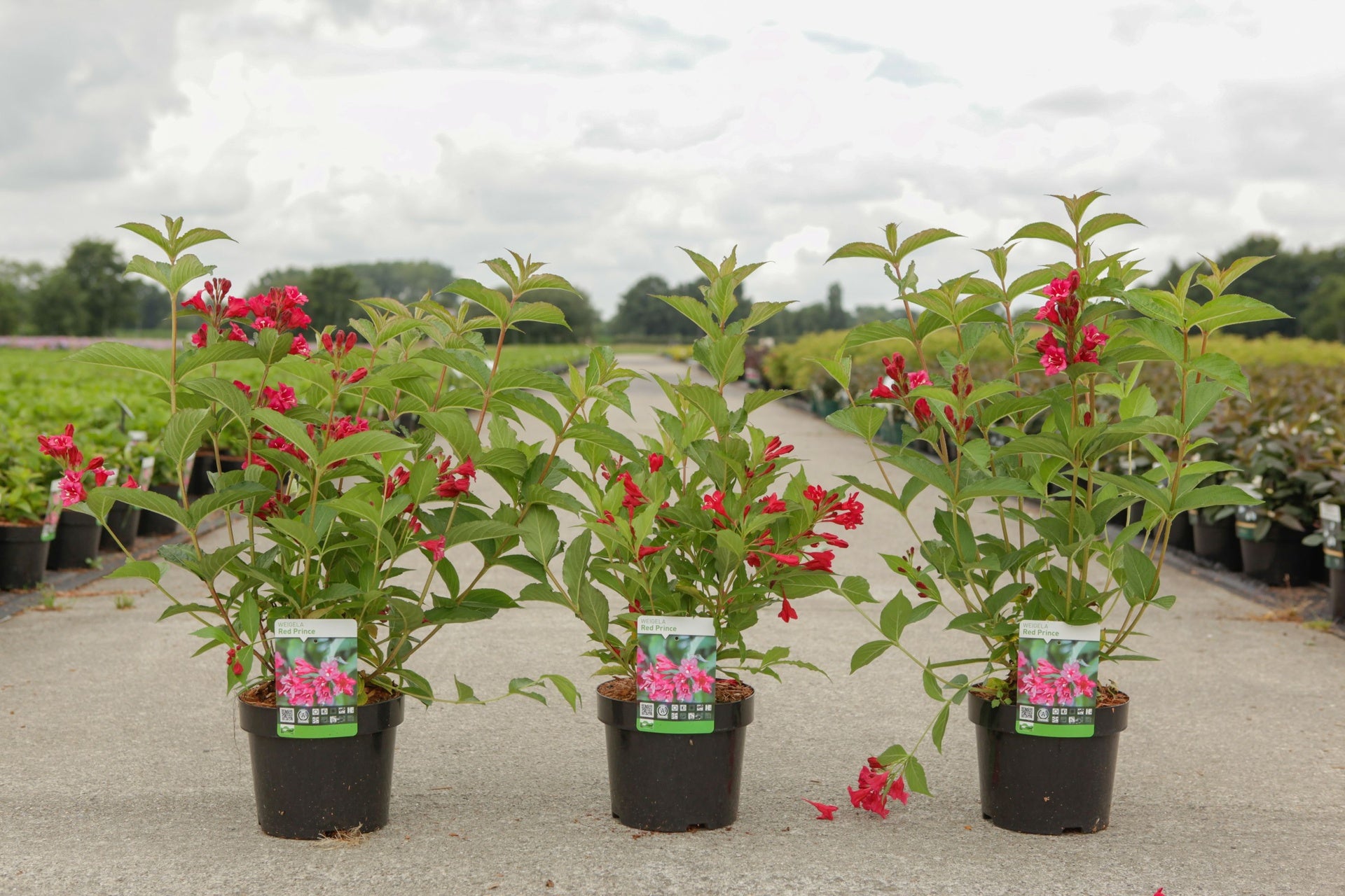 Weigela 'Red Prince'
