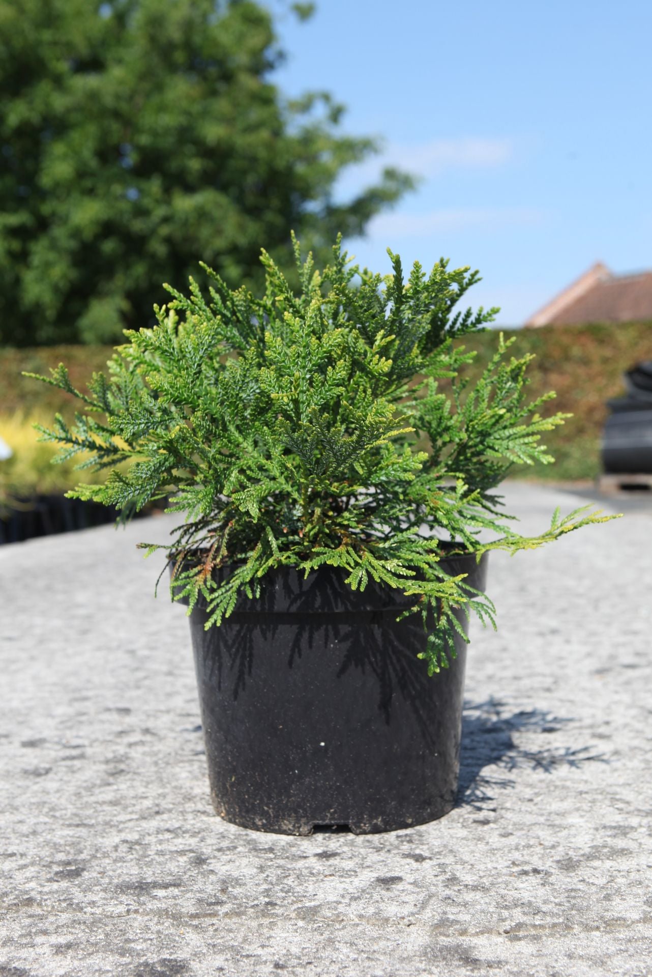 Thujopsis dolabrata 'Variegata'