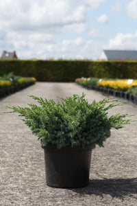 Juniperus squamata 'Blue Swede'