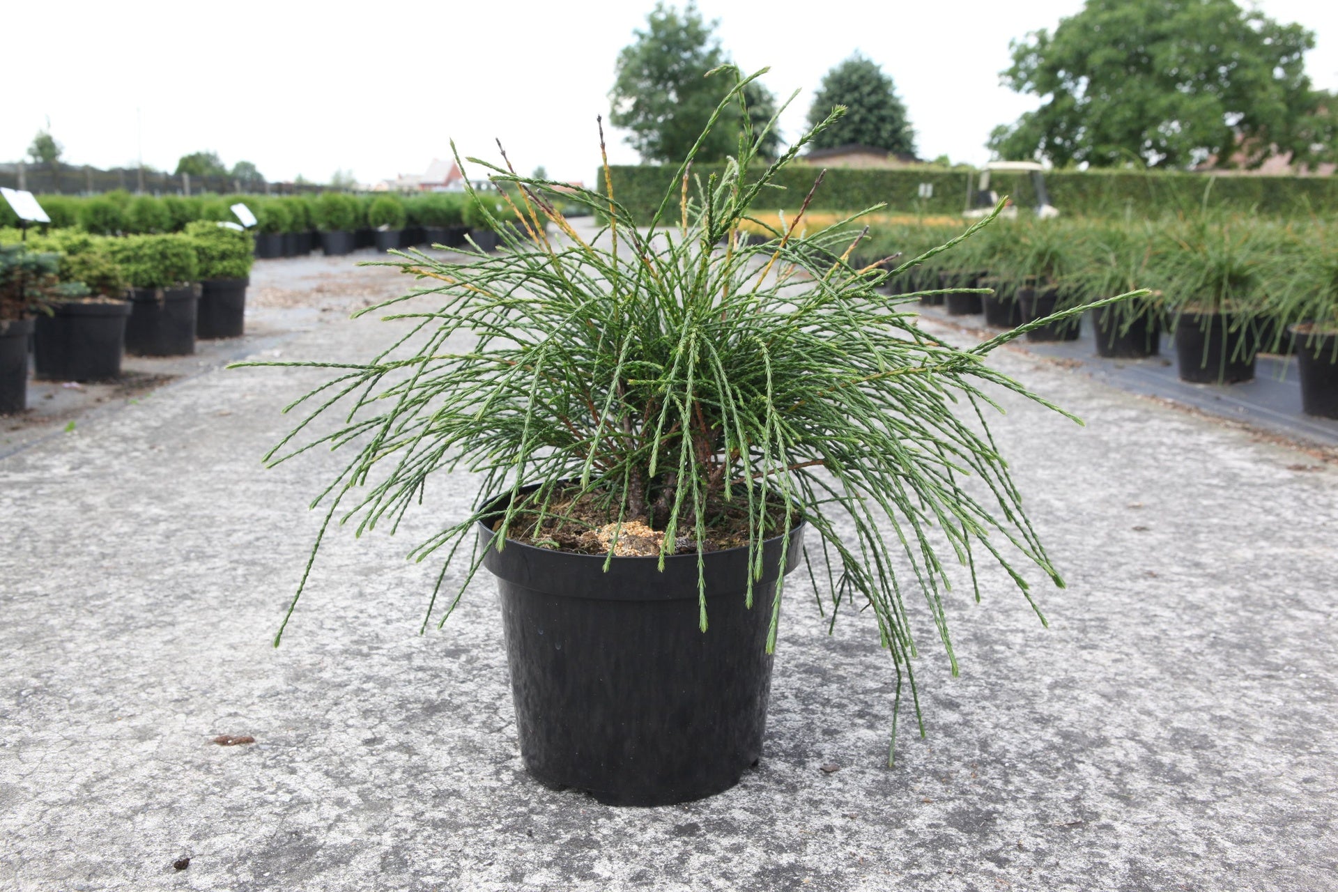 Thuja plicata 'Whipcord'