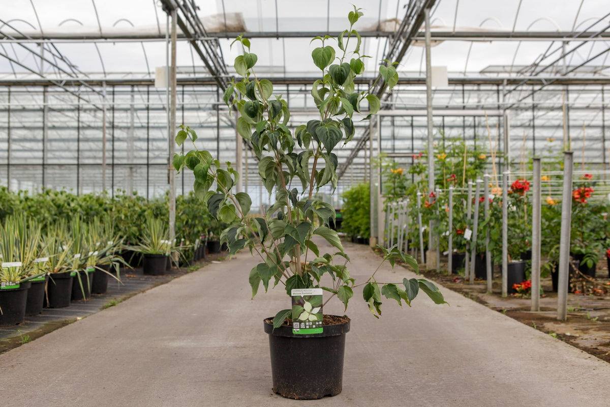 Cornus kousa 'Weisse Fontaine'