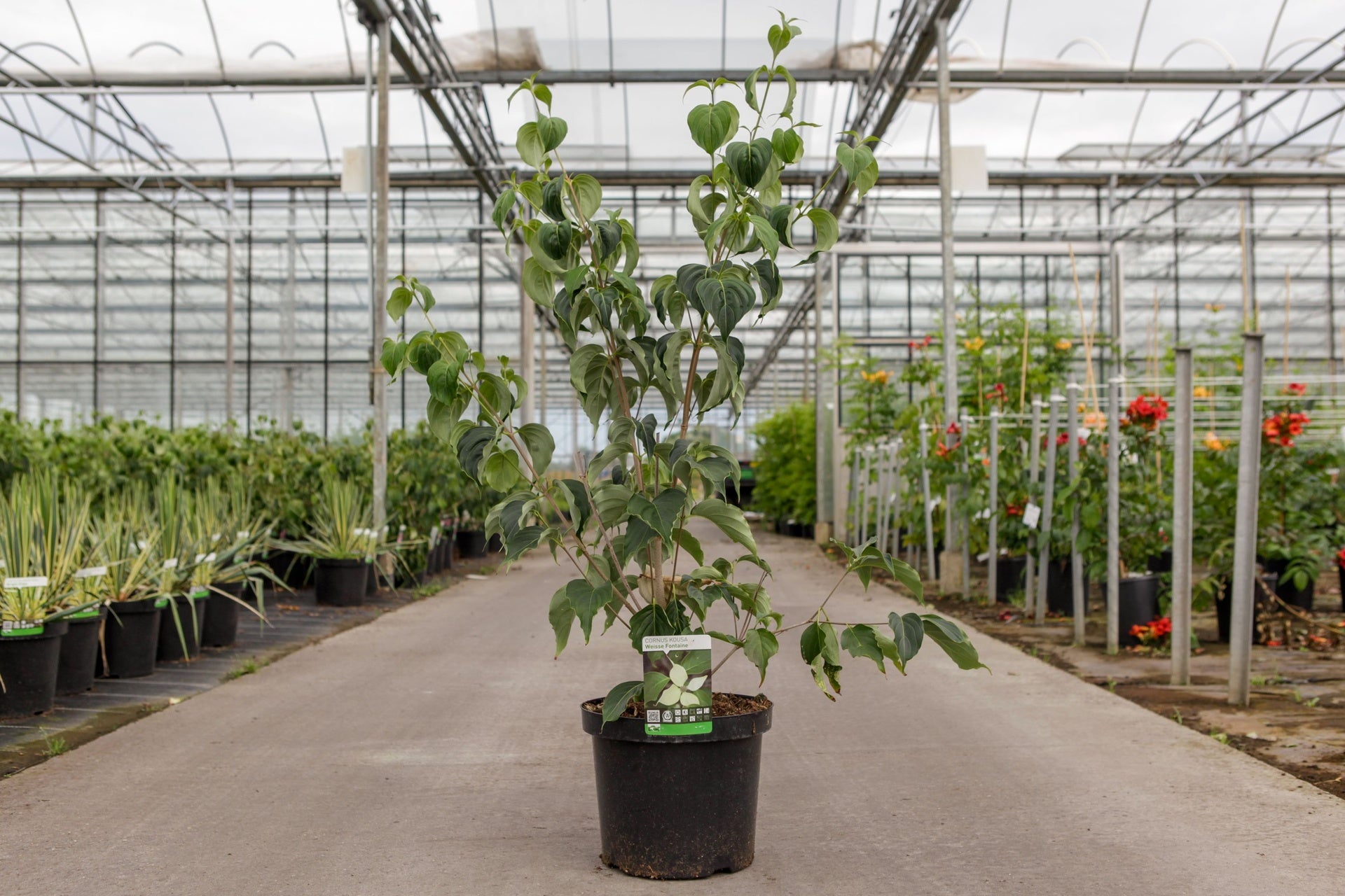 Cornus kousa 'Weisse Fontaine'