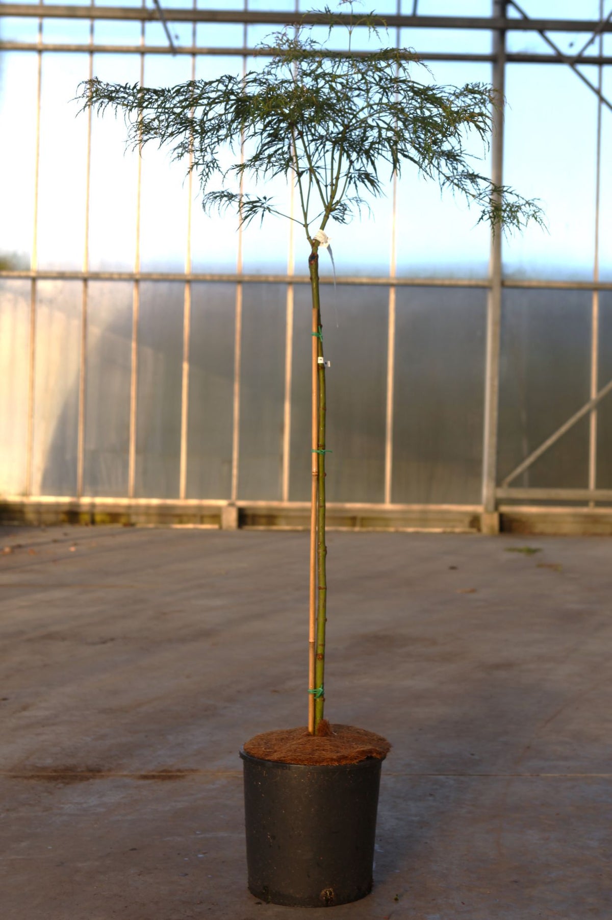 Acer palmatum 'Dissectum Viridis'