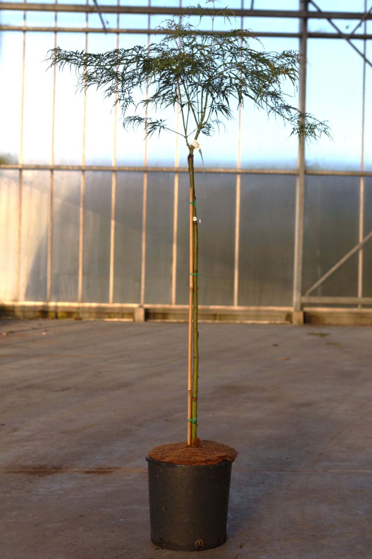 Acer palmatum 'Dissectum Viridis'