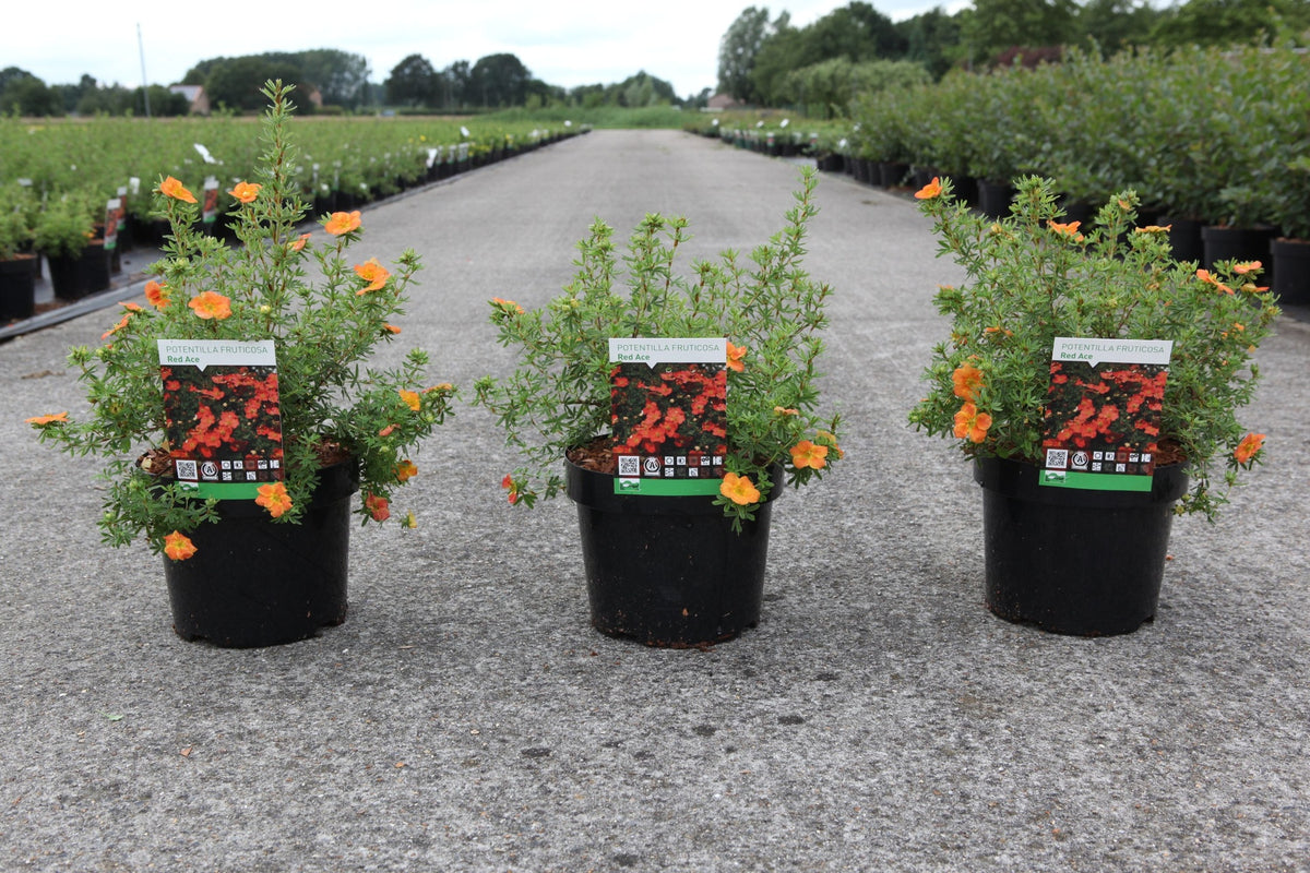 Potentilla fruticosa 'Red Ace'