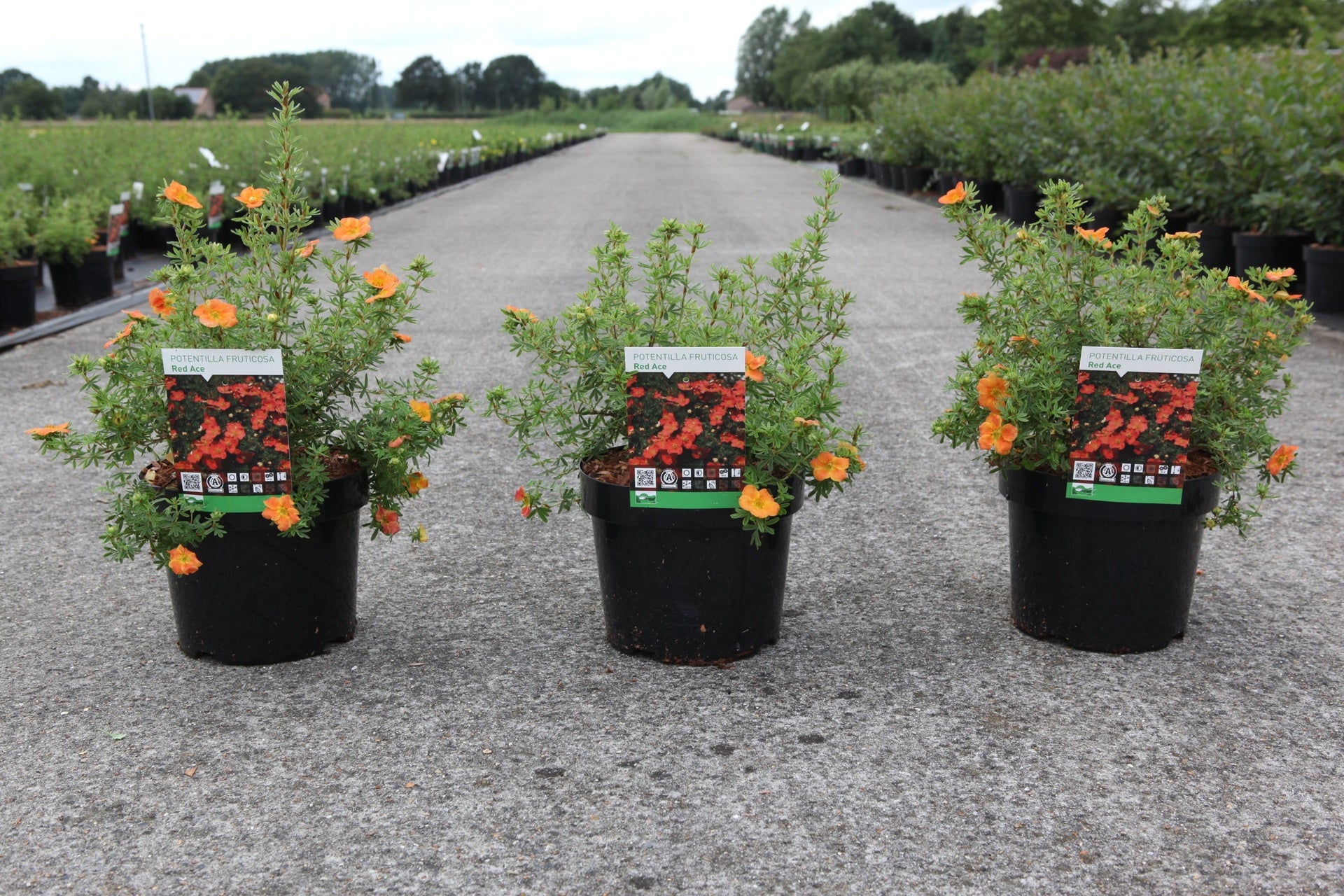 Potentilla fruticosa 'Red Ace'