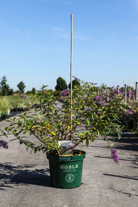 Buddleja ARGUS© VELVET (PBR)