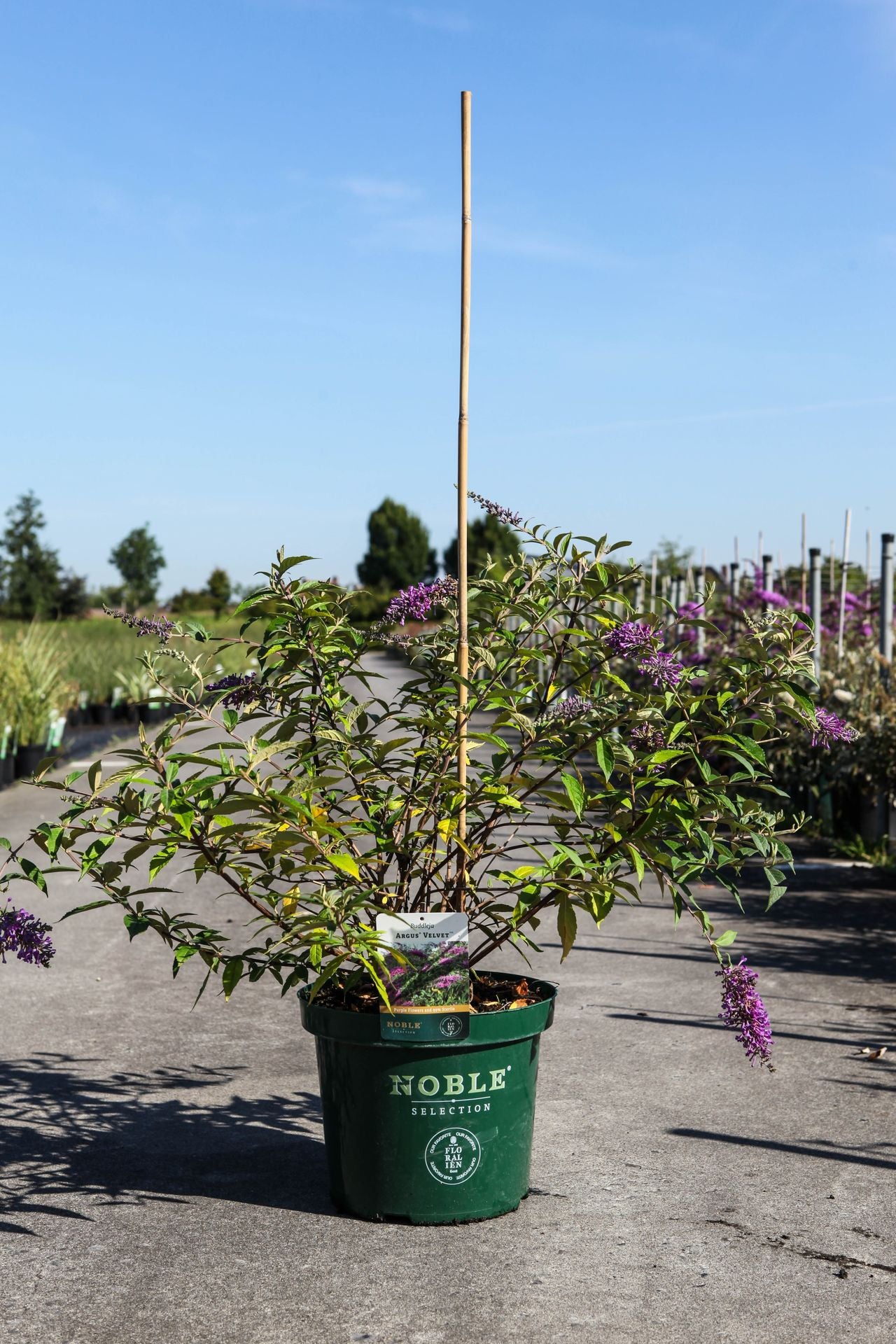 Buddleja ARGUS© VELVET (PBR)