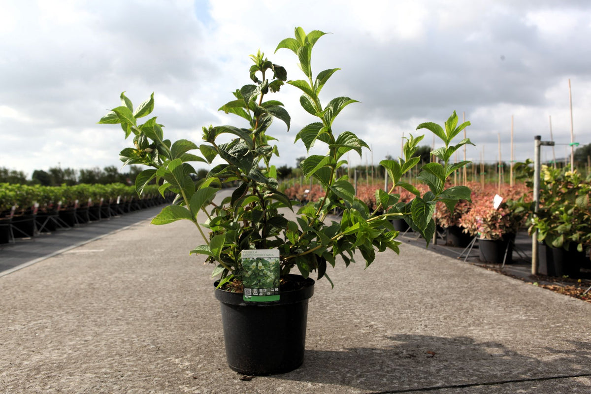 Weigela middendorffiana